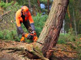 Best Emergency Tree Removal  in Muncy, PA